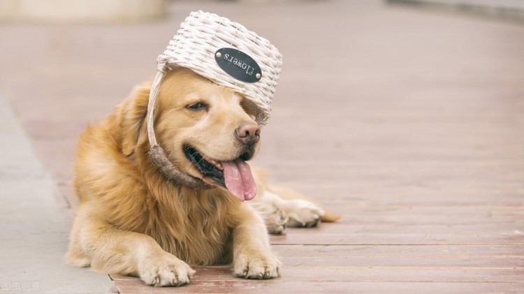 金毛犬挑食不吃狗粮怎么办