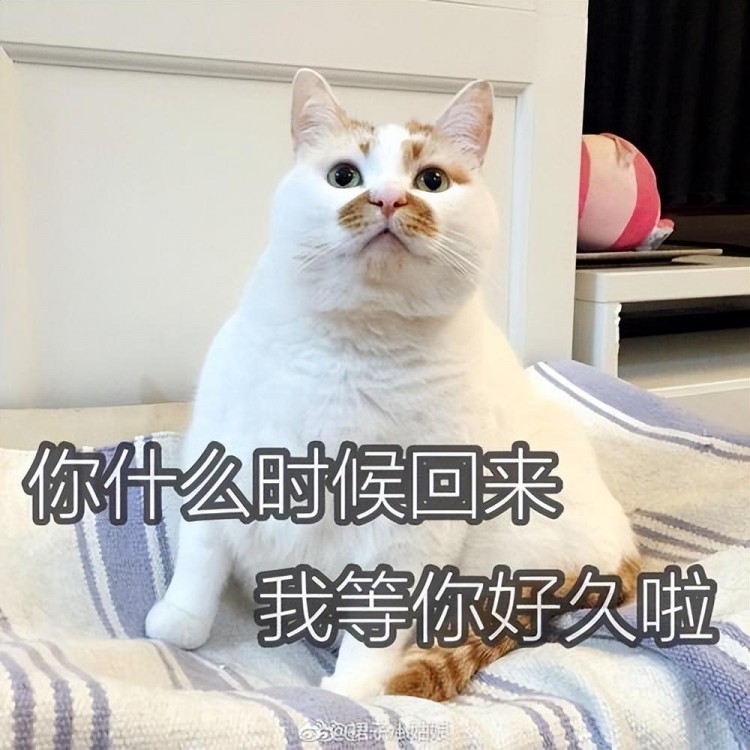 一只猫，如果有这些表现，就证明它是一只“聪明猫”！