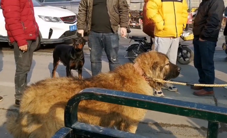 陕西：小伙集市溜猛犬小主人随意折腾也不闹小伙：两万都不卖