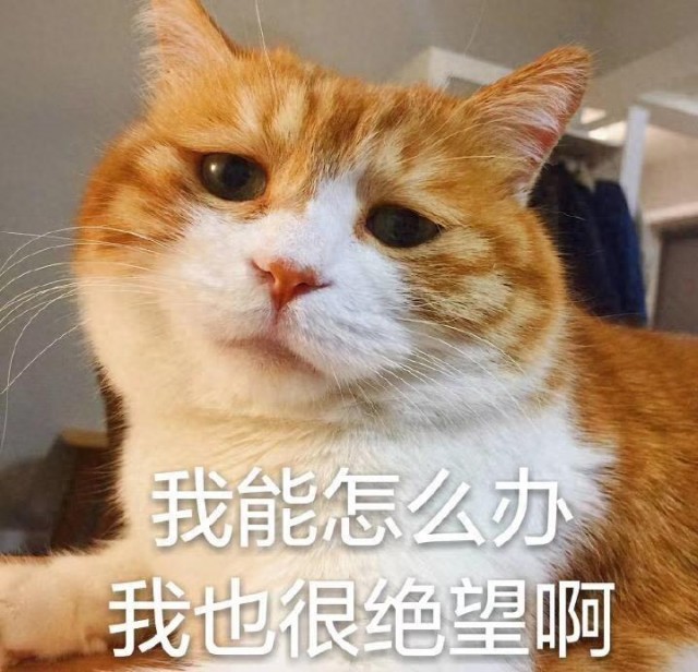 养猫时间长了才发现，“一喊就来的猫”和“不能叫的猫”，差别很大