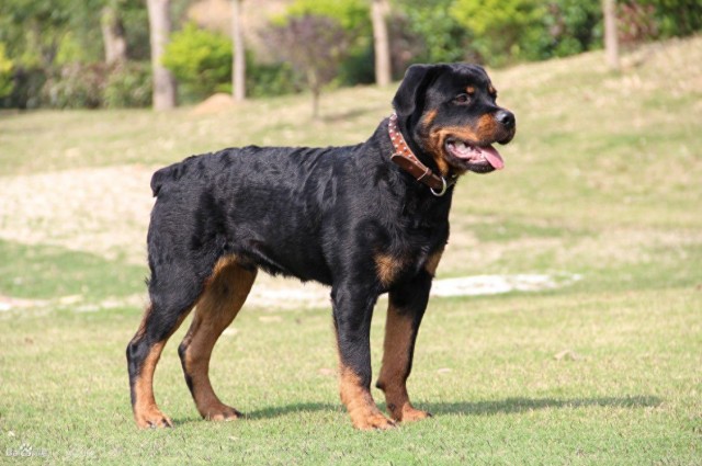 给你推荐一只看家护院的狗狗警犬——罗威纳犬