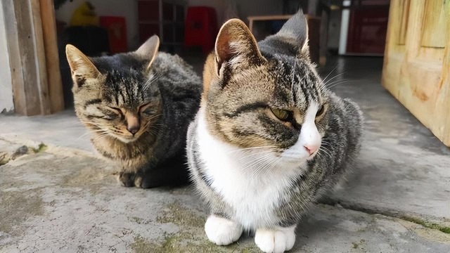 中国神猫狸花猫却鲜少有人养你知道为啥吗